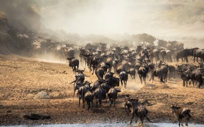 Najveće životinjske migracije na Zemlji